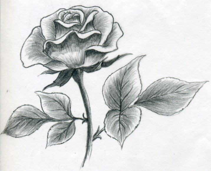 rose drawing Rose pencil art jpg