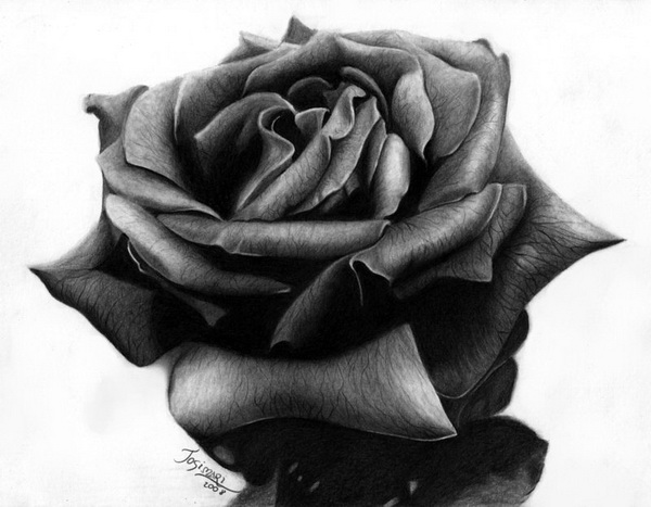 Beautiful rose drawings for inspiration 7 jpg
