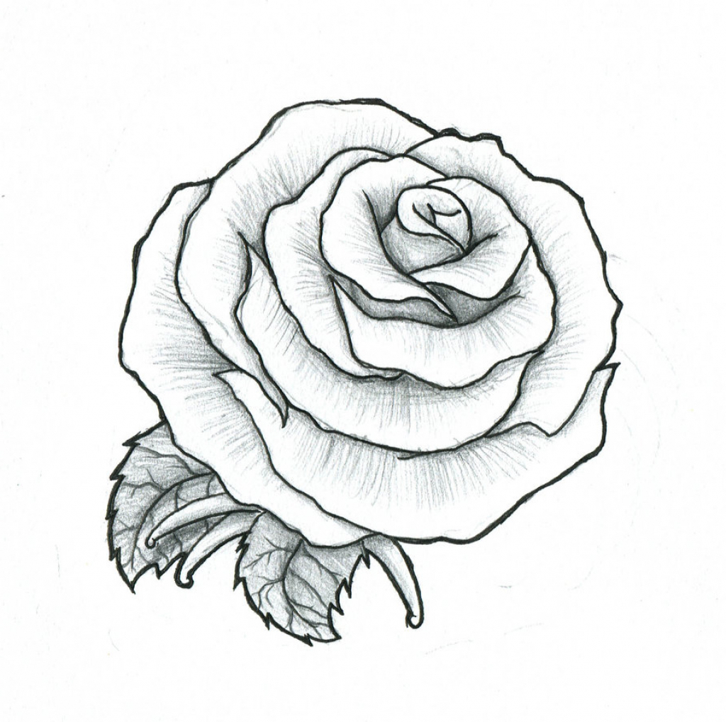 Pictures rose drawings art gallery jpg