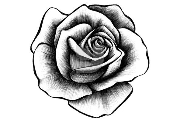 Drawn rose drawing roses eldamiannet jpg