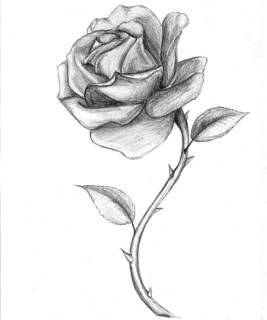 rose drawing Black and white drawings of roses red jpg