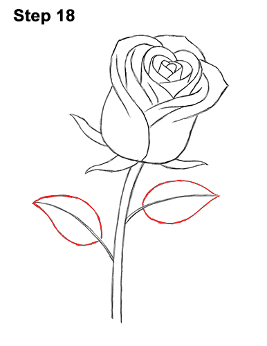 Rose drawing lab avaroise jpg