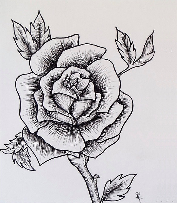 Rose drawing free  jpg