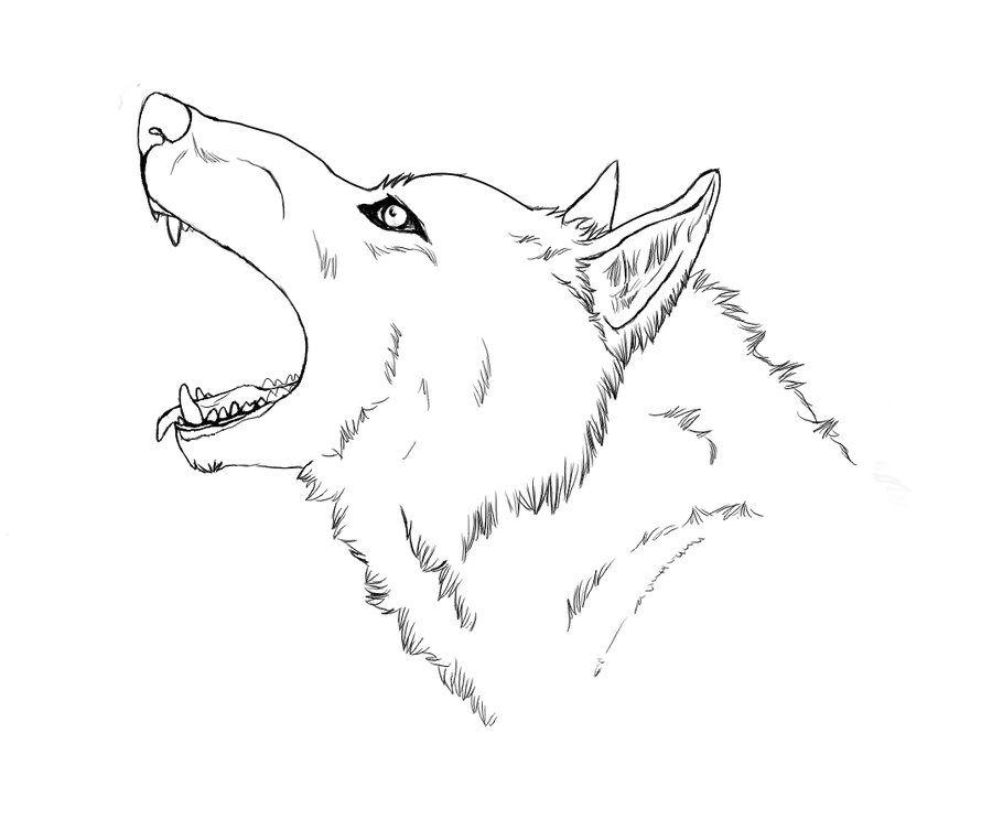 Drawn howling wolf outline pencil and inlor drawn png