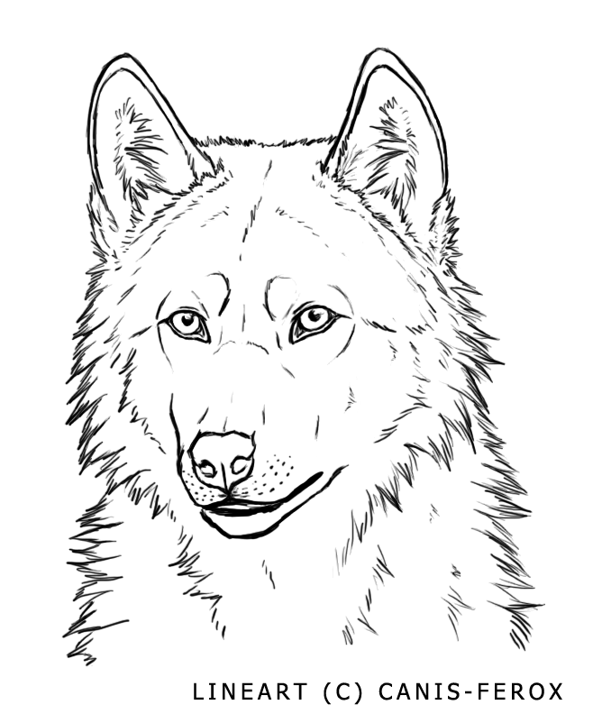 wolf outline Drawing wolf face angry as well png