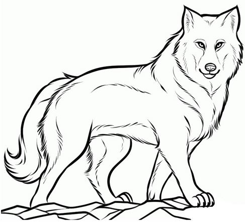 wolf outline How to draw a wolf ferocious an eye jpg